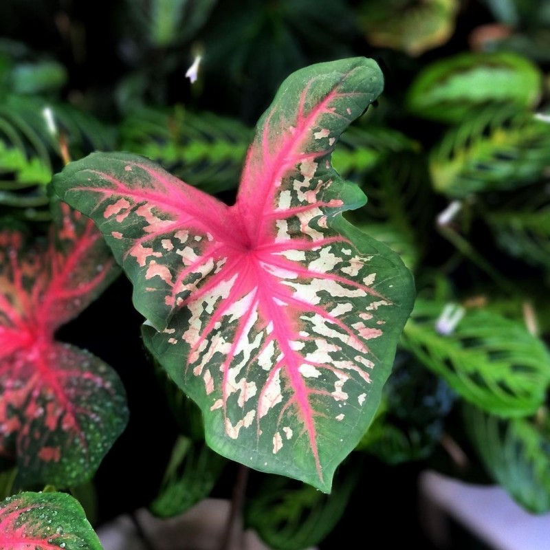 comprar muda de caladium alice