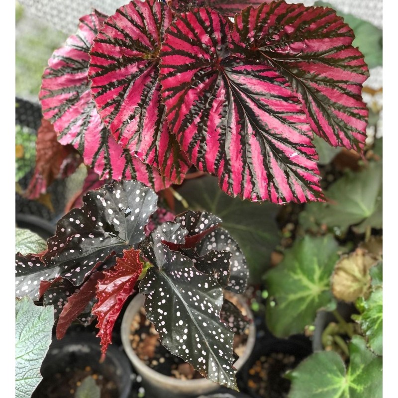 comprar muda de caladium laura
