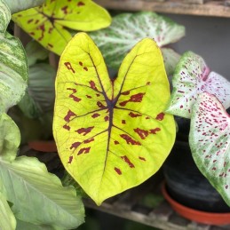 comprar muda de caladium julia
