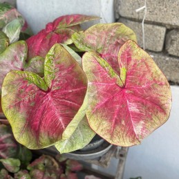 comprar muda de caladium gabriela