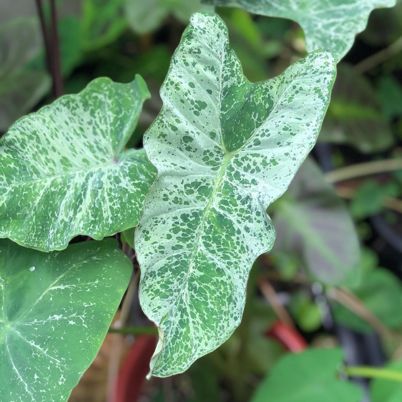 comprar muda de caladium leonor