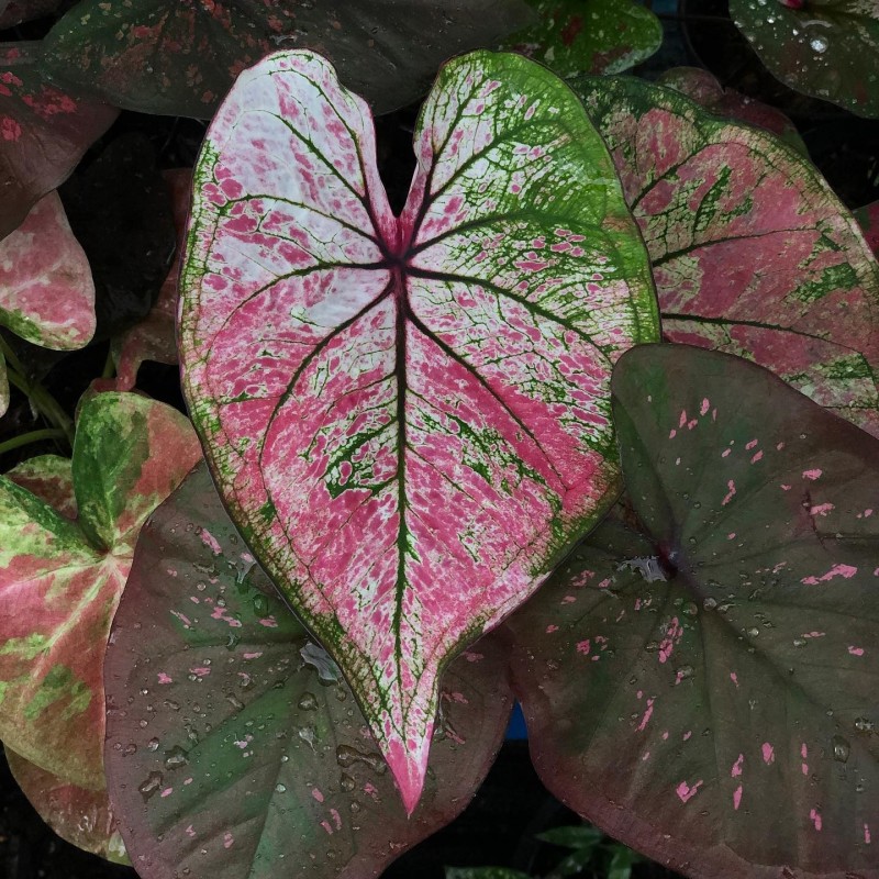 comprar muda de caladium rita