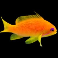 Anthias & Hawks