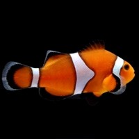 Peixe Palhaço