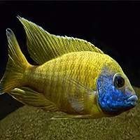 Comprar Ciclídeos Africanos