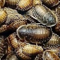 Baratas Dubia - Alimento Vivo de Qualidade para Répteis e Aves