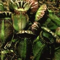 Cephalotus