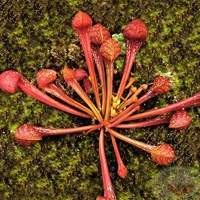 Sarracenia