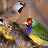Diamantes e Finches