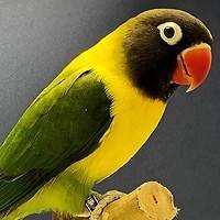 Agapornis