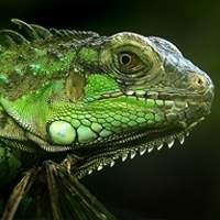 Venda de Filhotes de Iguanas Legalizadas | Compre Agora na Nossa Loja de Animais Exóticos