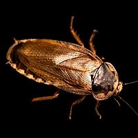 Barata Palida
