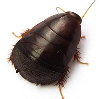 Barata de Suriname - Alimento Vivo de Qualidade para Répteis
