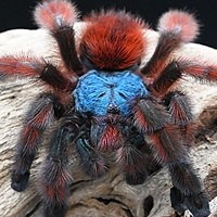 Compre Tarântulas e Aranhas Caranguejeiras Exóticas como Pets