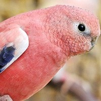Loja de Aves Exóticas: Ring Neck, Diamante Gould, Roselas e Mais
