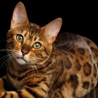 Filhotes de Bengal Cat à Venda - Encontre Seu Companheiro Felino Exótico