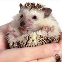 Produtos para HedgeHog